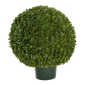 24" Potted Japanese Boxwood Ball Topiary