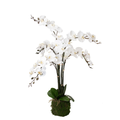 White Phalaenopsis Orchid Arrangement