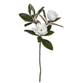 35" Large Flowering Magnolia Stem