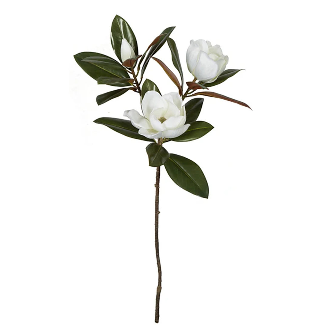 35" Large Flowering Magnolia Stem