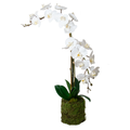 White Phalaenopsis Orchid Arrangement